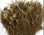 50 Chandler Strawberry Plants - Live Bare Root Plants - £44.03 GBP