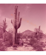 1950s Giant Saguaro Stovepipe Cactus Glass Plate Photo Slide Magic Lantern - £14.64 GBP
