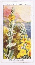 Wills Cigarette Card Wild Flowers #34 Great Mullein Figwort Family - £0.78 GBP