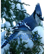 Blue Jay Bluejay bird wall hanging 8x10 decorations picture living room ... - $8.89