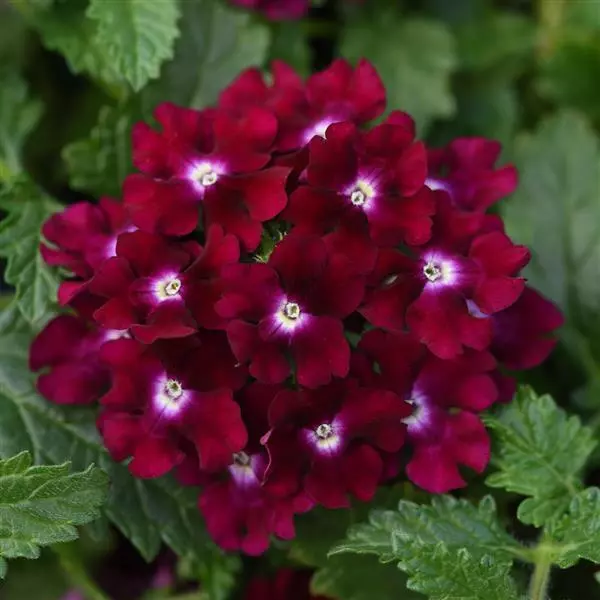 50 seeds high Germation Magenta Verbena Spring ing Blooms - £5.52 GBP