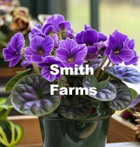 25 Seeds Purple African Violet Flowers Saintpaulia Fresh Seeds - $10.50