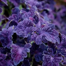 WWATER 25 Seeds Purple Dragon Coleus Flowers Planting Garden USA Seller - £7.85 GBP