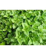 SMX 100 Mg Italian White Flower Oregano Non-Gmo Indoor Gardening - $19.77 CAD