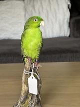Green barred parakeet taxidermy Mount 9 Inch Tall - £353.90 GBP