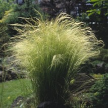 Stipa Angel Hair Grass Fresh Seeds Fast Shipping - $18.75