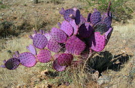 1 Cutting, Cactus, Pad, Purple Green Santa Rita, Opuntia chlorotica gosseliniana - £47.96 GBP
