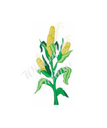 Corn Stalk - machine embroidery design - £2.78 GBP
