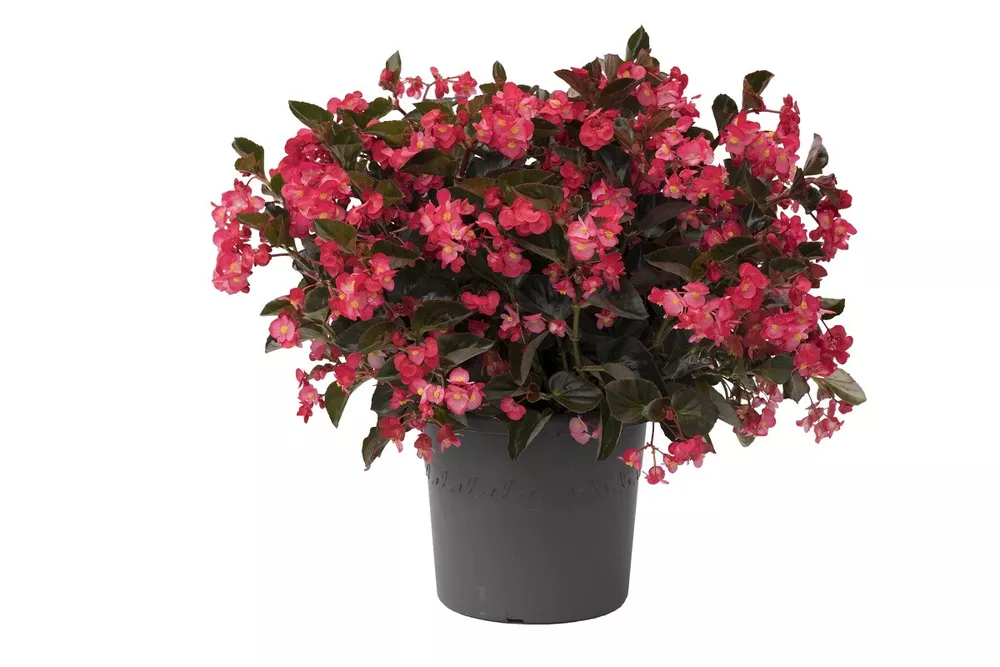 Viking Begonia Seeds 15 Pelleted Seeds Viking Begonia Rose Bronze Leaf NEW SS - £14.05 GBP