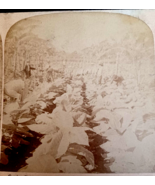 Cutting Tobacco Havana Cuba 1909 Underwood &amp; Underwood Stereoview Photo - $225.20 MXN