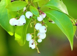 White Indigoberry, randia aculeata florida native indigo berry seed -50 seeds - £11.21 GBP