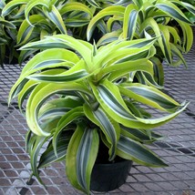 Rare Dracena Seeds, Pack of 5 - Grow Your Own Dragon Tree, Ideal for Urban Garde - £6.82 GBP
