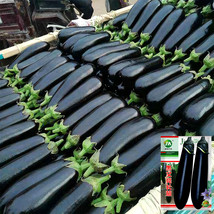 US Seller Shiny Black Beauty Thick And Tender Long Eggplant Seeds New Fresh Seed - $10.60