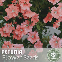 PSA Dahlia Gallery Art Deco 3 Plant Divisions &amp; Tubers Summer Flower Fas... - $53.60