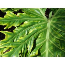 15 Lacy Tree Philodendron Split Leaf Cut-Leaf Selloum House Plant  Seeds #LCY05 - £15.95 GBP