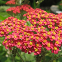 Red Yarrow Seeds | 1000 Seeds | Non-GMO | From US - £3.14 GBP