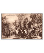 Paume Arbres En Botanique Jardins Trinidad Bwi Unp Davidson &amp; Todd DB Po... - $185.41 MXN