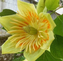 10 Pc Seeds Liriodendron Tulipifera Plant, Whitewood Seeds for Planting | RK - £19.75 GBP
