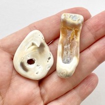 Agatized Tampa Bay Fossil Coral Tumbled Agate Gemstones 46-33 mm Set of 2 - £13.10 GBP