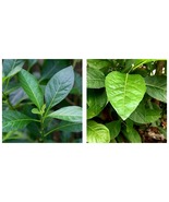 Bitter Leaf Seeds-Vernonia Amygdalina- Home and Garden 100 Pcs- - £15.17 GBP