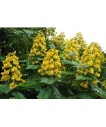 SEPTH Senna Siamea 500 Seeds Cassia Kassod Thailand Garden Flowering Sho... - $42.87