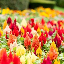 50+ Celosia Mix Seeds - Grow a Rainbow Garden, High Germination Rate, Unique Gar - £6.68 GBP