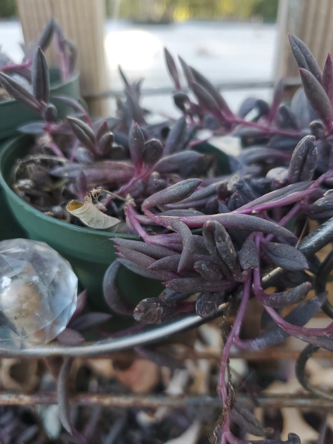 Othonna Capensis Ruby Necklace Live Plants In 3&quot; Full Pot Well Rooted - $24.19