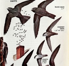 Swifts 5 Varieties And Types 1966 Color Bird Art Print Nature Antique AD... - $19.99