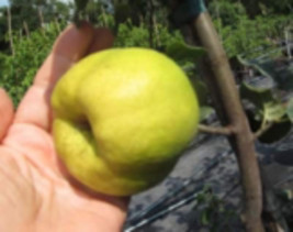 Quince Fruit tree, variety name -&quot;Crimea&quot;, 3 gal 3-4 ft. No Ship to HI, CA, AK - £105.72 GBP