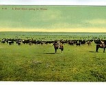 Beef Herd Going to Water Postcard Montana 1910  - $11.88