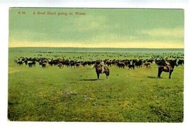 Beef Herd Going to Water Postcard Montana 1910  - £9.32 GBP