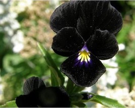 30+ Pansy Aka Viola Black Devil Flower Seeds A371 Fresh - £8.21 GBP