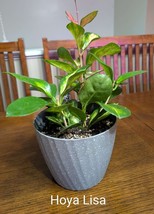 Item image 1 image 1