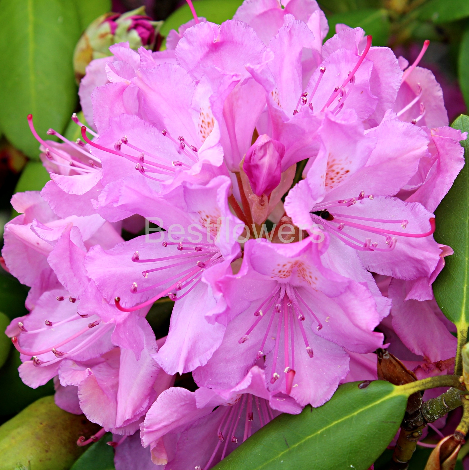 Pink Rhododendron - 8x8 Mounted Photograph - Art Photographs