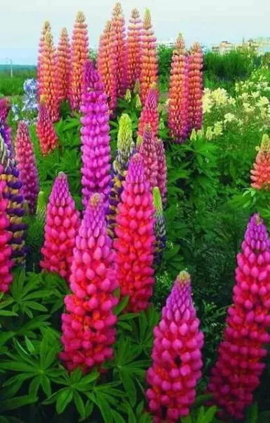 New Fresh Texas Bluebonnet Lupine Garden Flowers 50 Seeds - £8.59 GBP