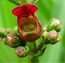 Eastern Late Figwort Scrophularia Marilandica Red Flower Bush Seeds Garden Beaut - $10.87