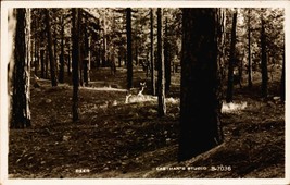 Eastman&#39;s Studio Photo POSTCARD- Deer In The Woods BK66 - £3.56 GBP