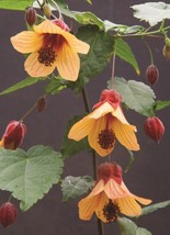 15 Seeds Abutilon Star Sprite House Plant Flowers Gardening USA SHIPPIING - £10.14 GBP