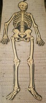 Vintage 54&quot; Beistle Lifesize Jointed Skeleton Halloween - $159.00