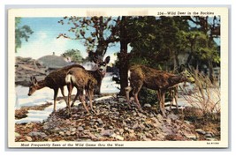 Wild Deer in Rocky Mountains UNP Linen Postcard Y10 - $1.93
