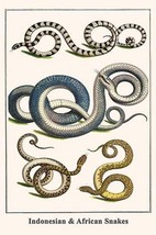 Indonesian &amp; African Snakes by Albertus Seba - Art Print - $21.99+