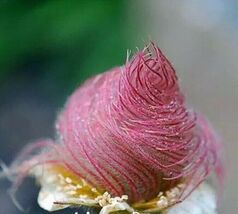 40 seeds Prairie Smoke seeds bonsai potted rare flower seeds - $3.75