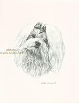 #226 MALTESE with bow portrait dog art print * Pen &amp; ink drawing by Jan ... - $12.50