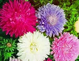 Aster, Giants of California 100 Seeds Organic, Beautiful Vivid Bright Blooms - £5.87 GBP