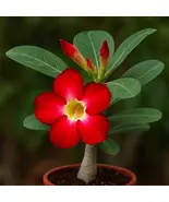 Vibrant Red Taiwan Adenium Obesum Desert Rose Live Plant - Unique Succulent - $164.92