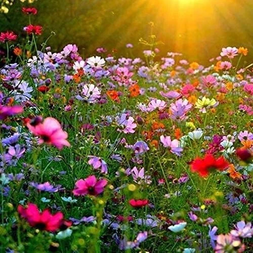 1000 Mix Cosmos Flower Seeds 11 Colors - Garden Cosmos Mexican Aster Bip... - $20.98