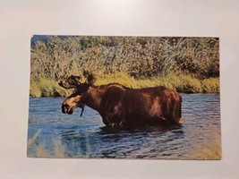 Northern Moose Wading Water Yellowstone National Park Postcard Vintage PC - $7.25