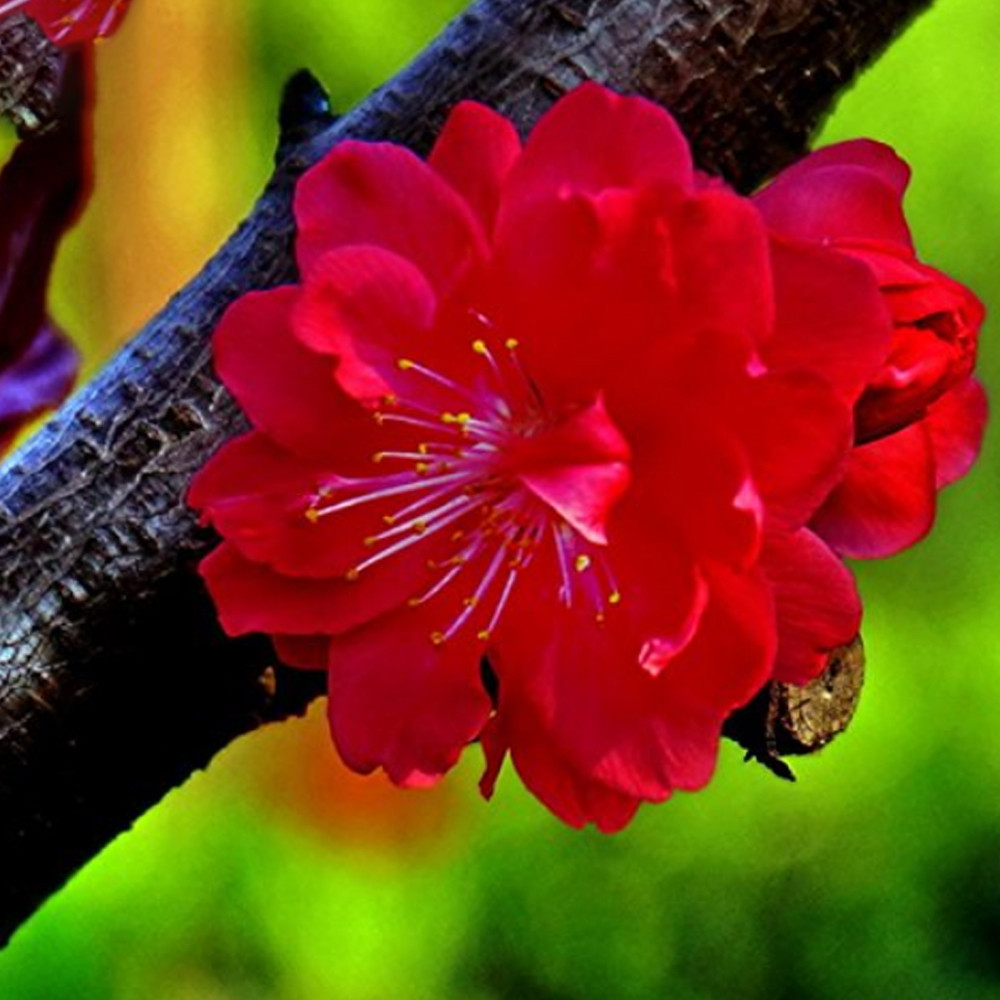 30 seeds Winter Sweet Prunus Mume Tree Red Plum Blossom La Mei