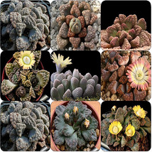 Fresh Seeds Titanopsis Mixed Succulents Seeds - $17.70