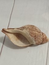 tulip shell. - $46.00